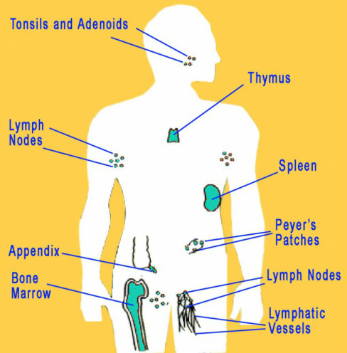 Diagram - Immune System